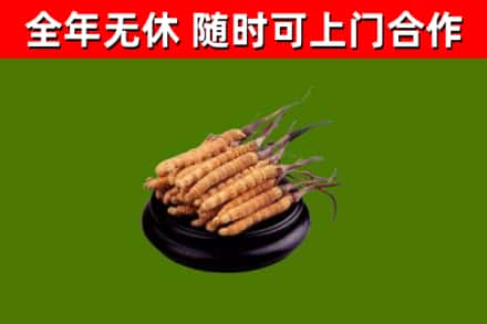 谢家集回收散虫草