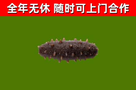 谢家集回收海参干